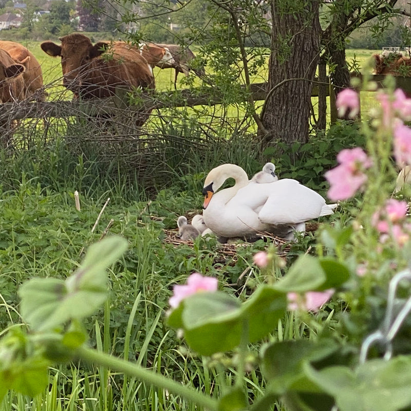 Art Club in an idyllic setting - One to One  - After school and in school holiday time.