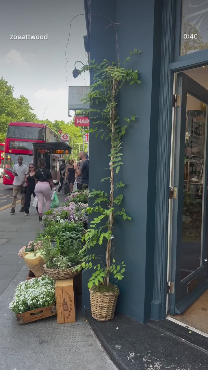 Video of Zoe Attwood floral art in Chelsea florist 
